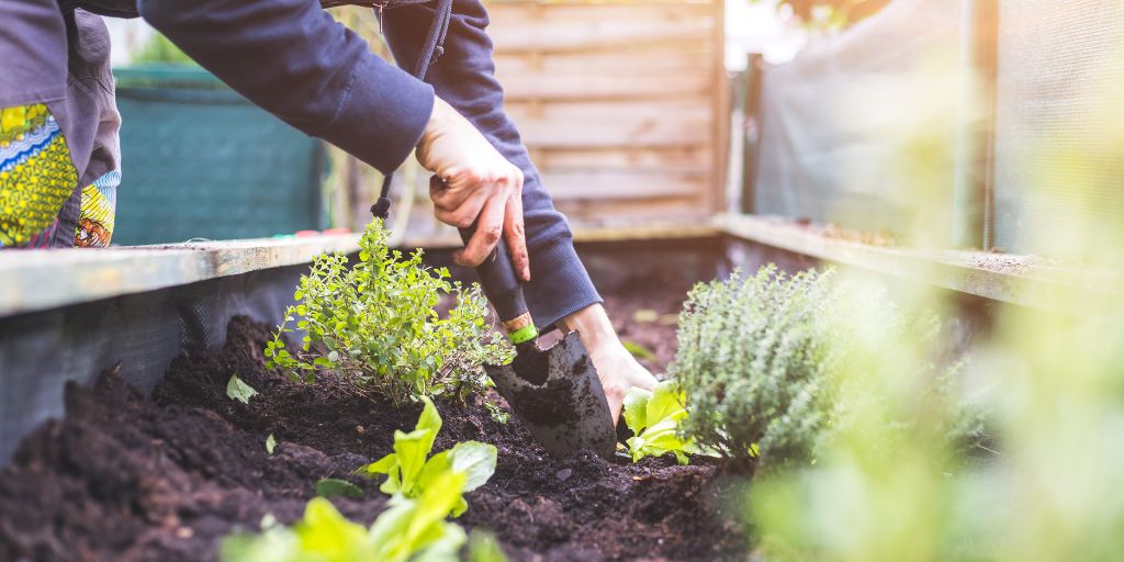 Woman planting vegetables in a raised bed made from decking boards